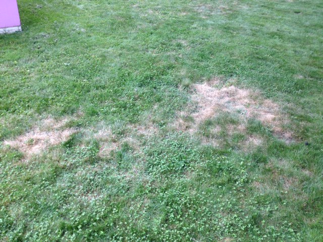 Help with Brown spots on lawn? (lawn forum at permies)