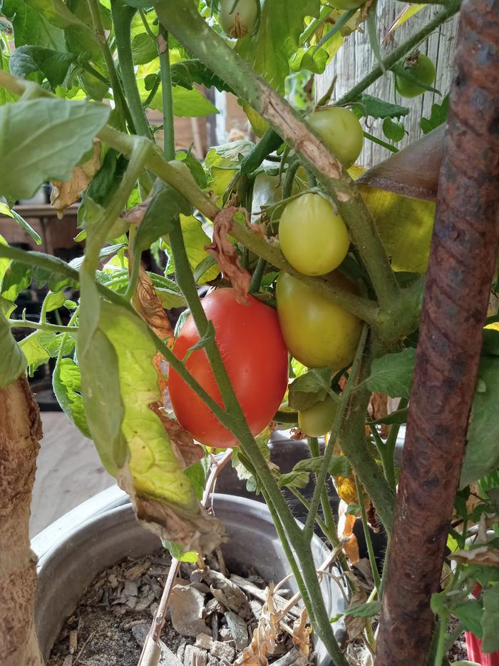 Volunteer tomatoes in my humanize compost