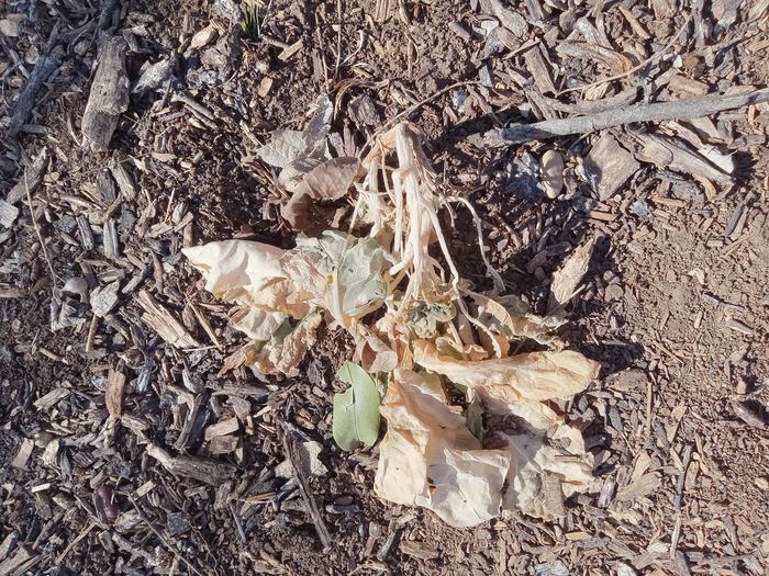 Uncovered broccoli 