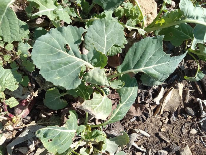 Covered broccoli 