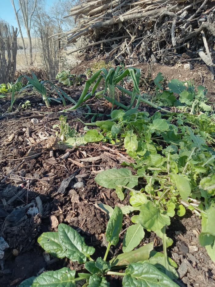 Hugel bed after uncovering today