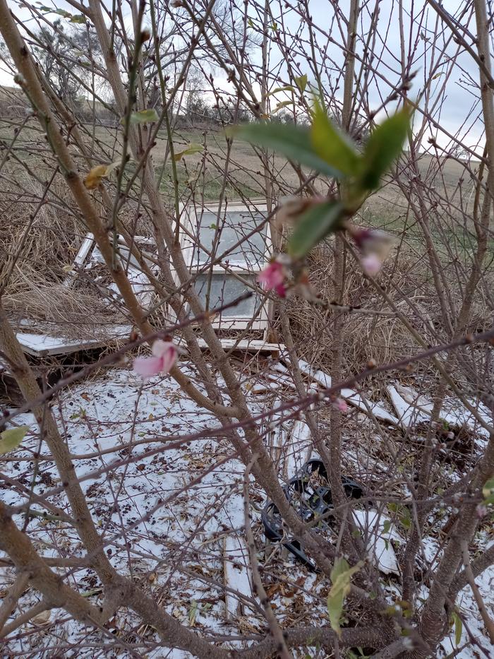 ...silly apricot, it's not Spring yet