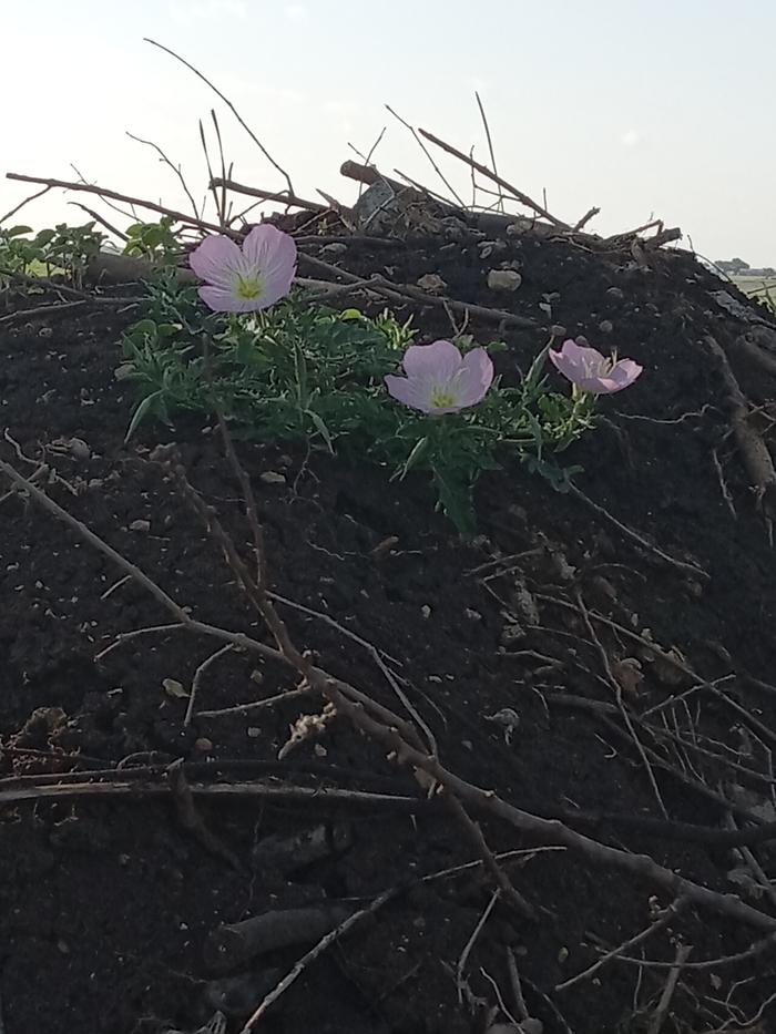 From wildflower mix, tossed up there