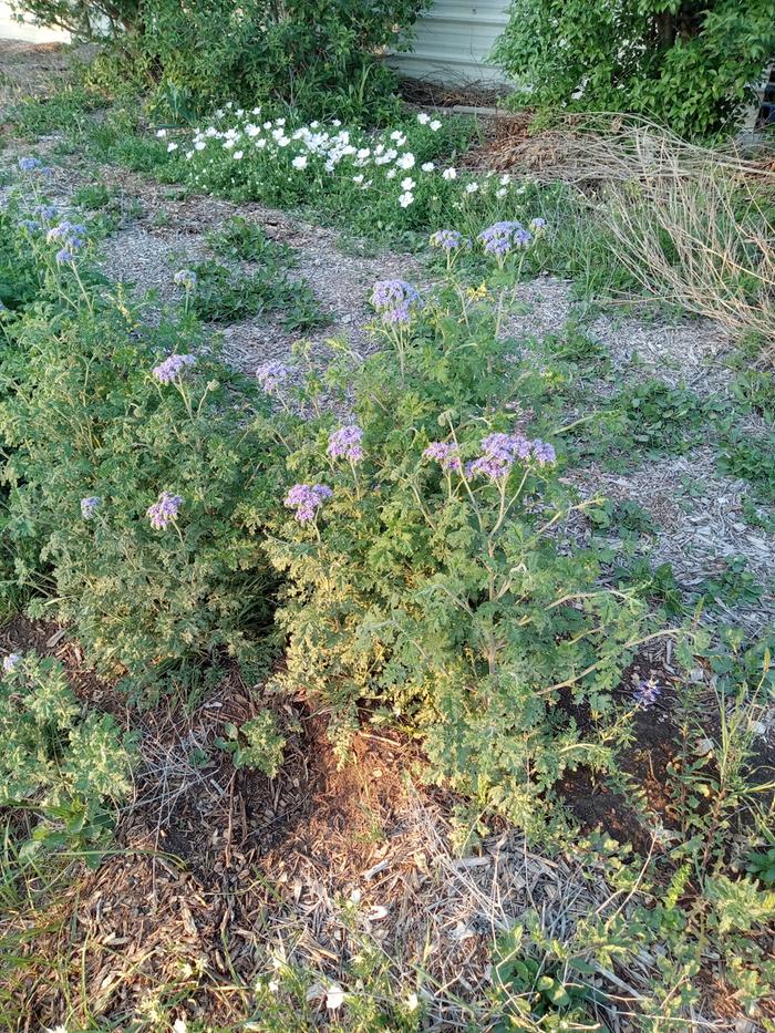 Growing on 18 inches of composted chips