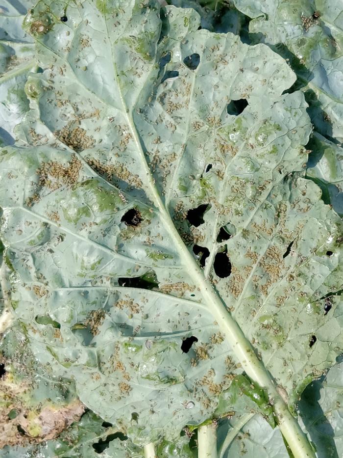 Plant pests? ...or plant food?