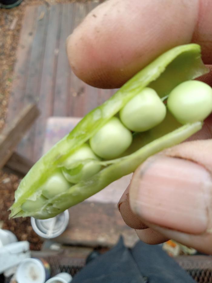 The sweet peas ...tasty