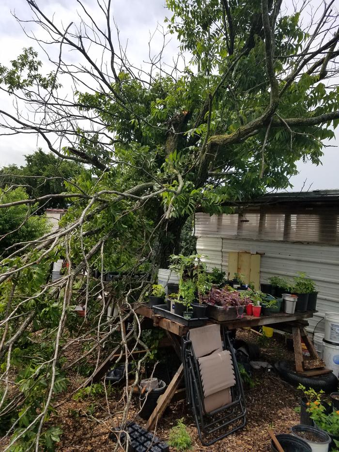 Those self pruning pecan trees...smh