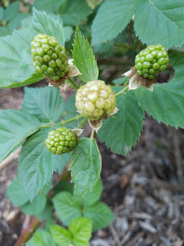 Kona blackberries getting closer