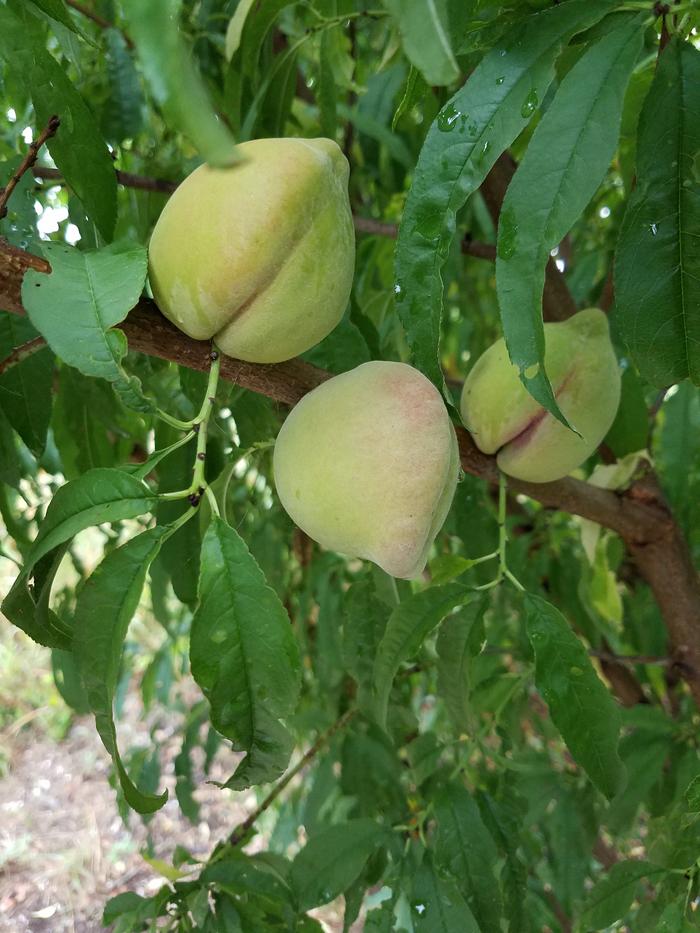 3 yr old wild apricot with peach sized fruit