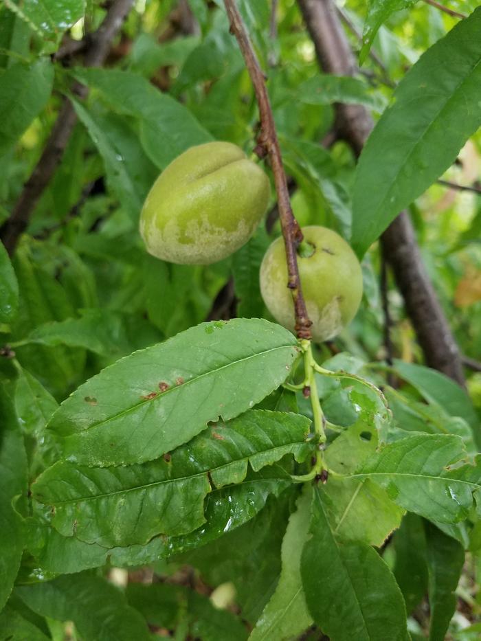 The smaller apricots on the mama tree.