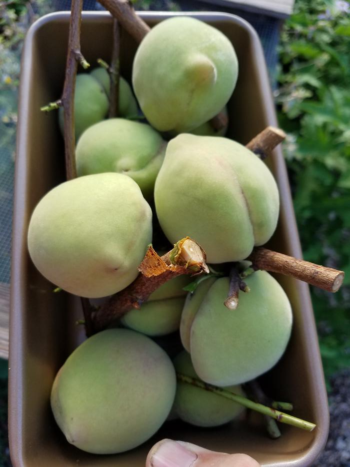 Ripe apricots 