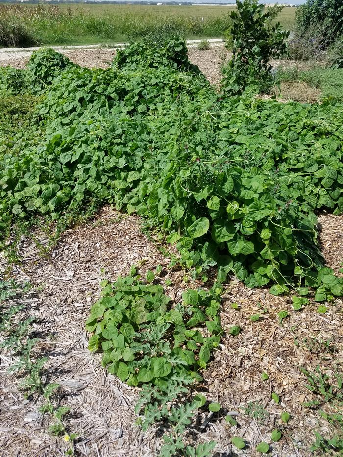 my entertainment, watching the watermelon vine run from the morning glory monster