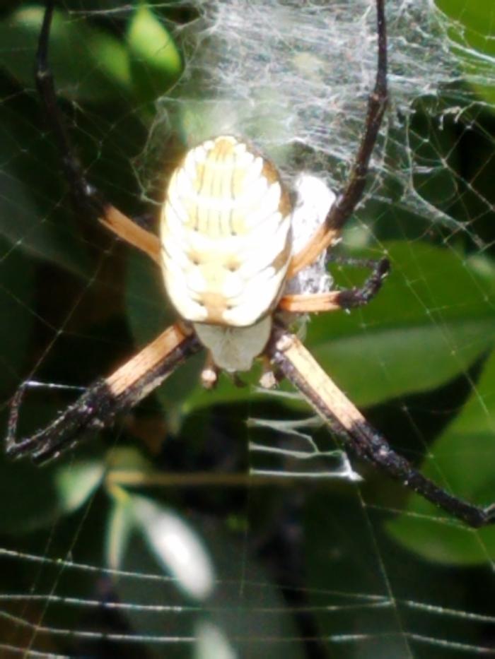 spider's are fat
