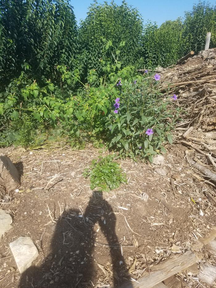 the top top is dry, but mid level is still keeping the plants hydrated