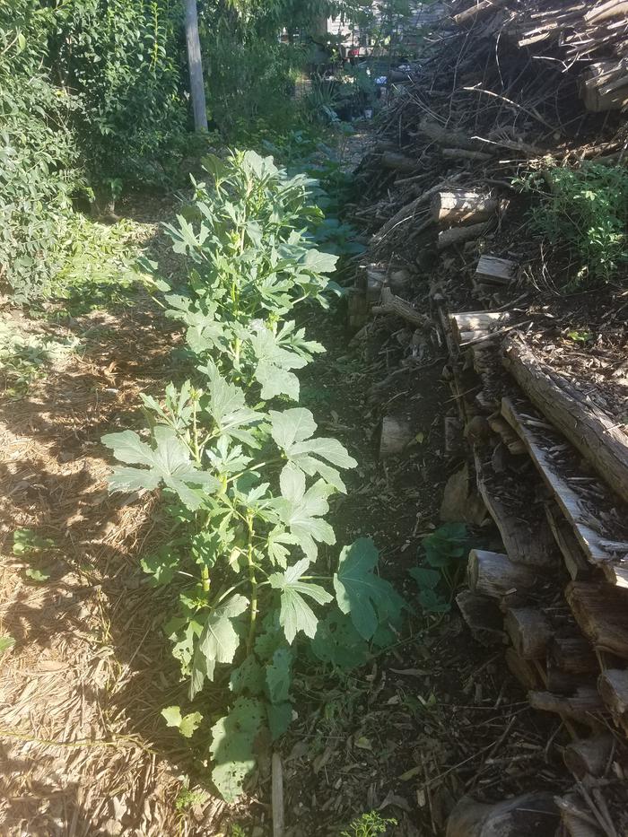morning shade from the hugel, evening shade from ligustrum