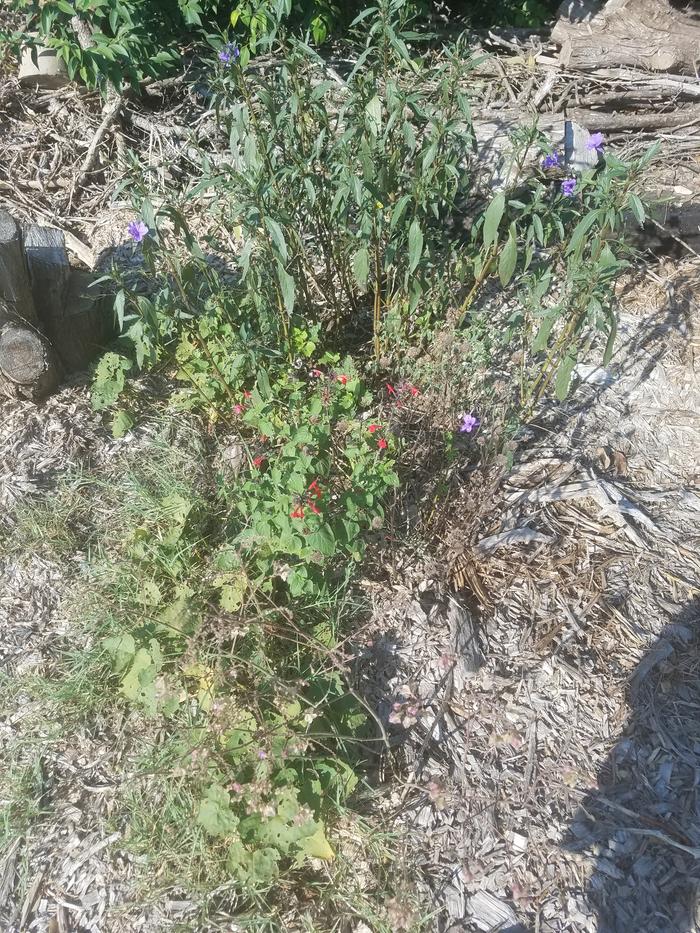 very little watering, and these guys are hanging in there