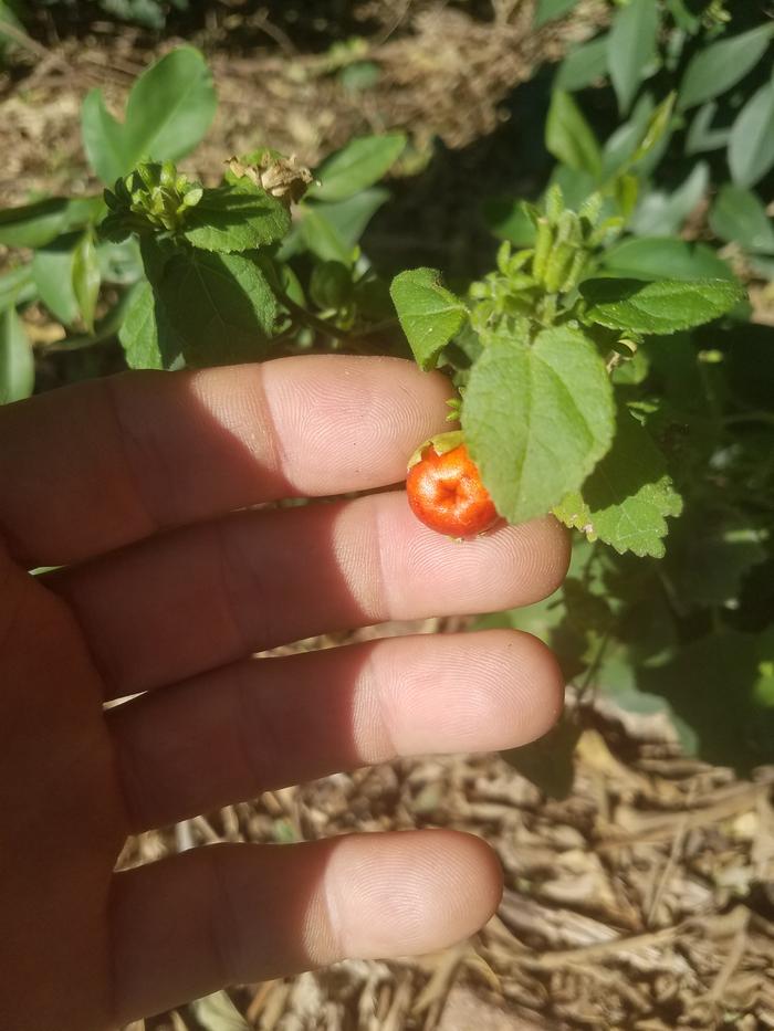 yummm!