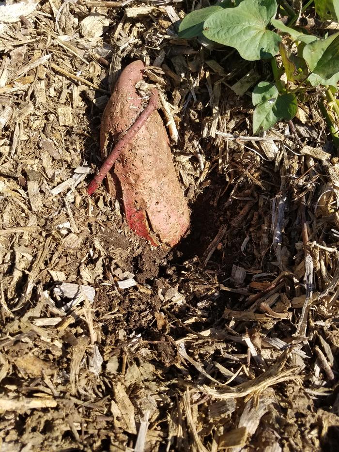 Sweet potatoes are popping out of the ground!