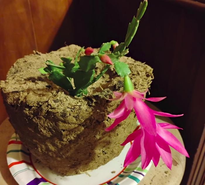 Cob pot (not fired) with Christmas Cactus - Merry Christmas y'