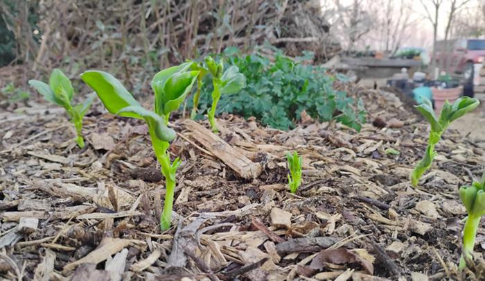 supposedly these beans like it cold