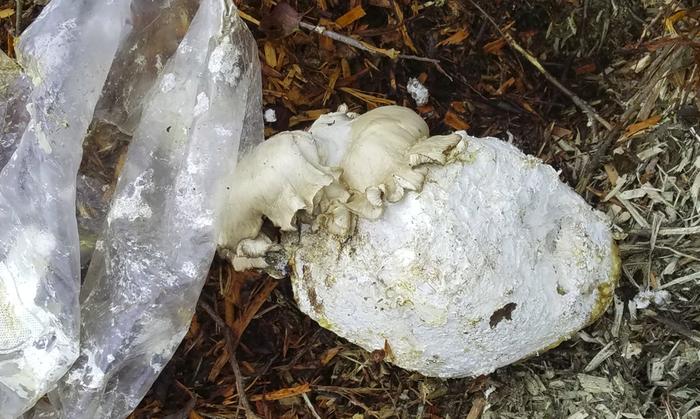 ...what will happen if I put an oyster mushroom block in a pile of fresh wood chips?