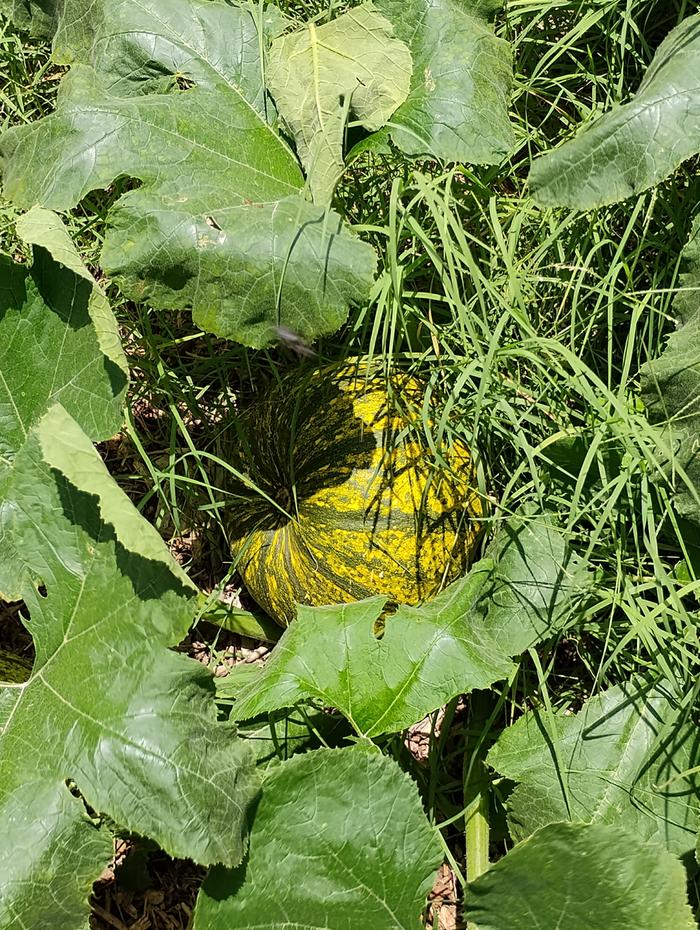 Pumpkins from last year's compost