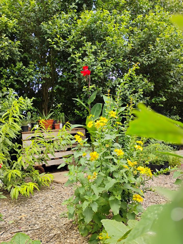 No till garden