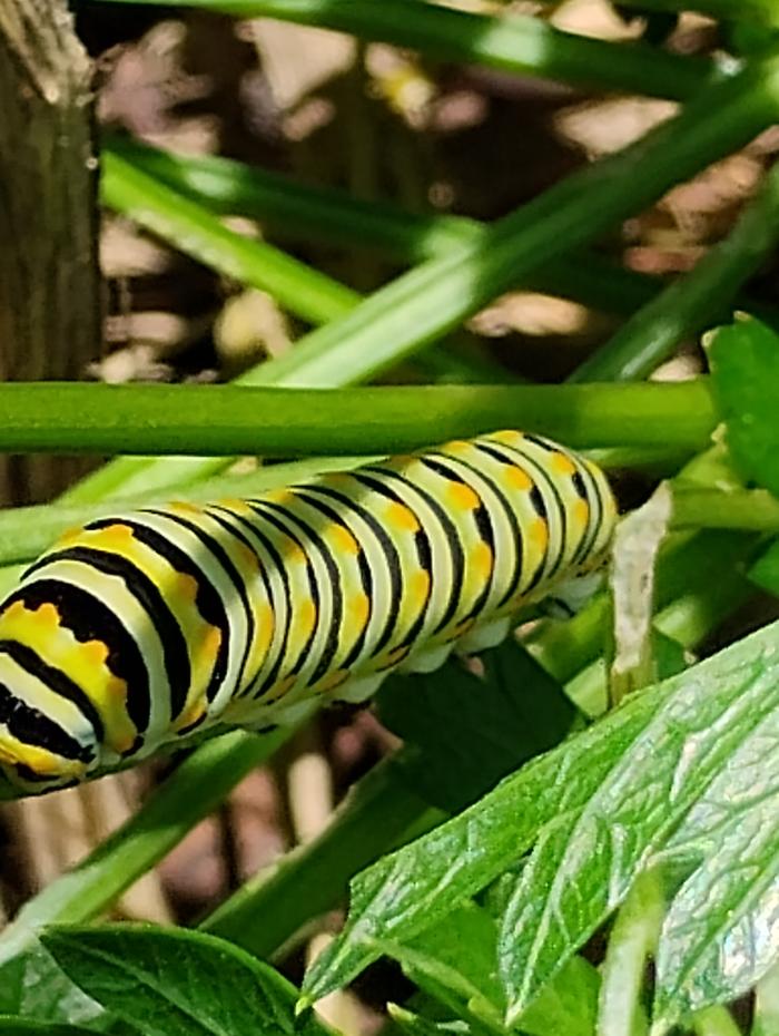 Black Swallowtail on Parsley