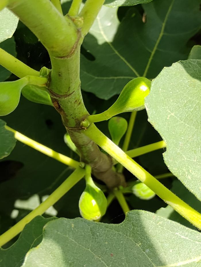 Celeste fig