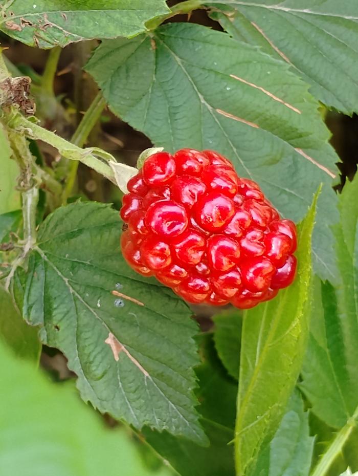 Kona blackberry 