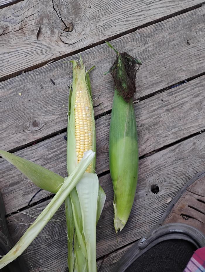 Sweet corn