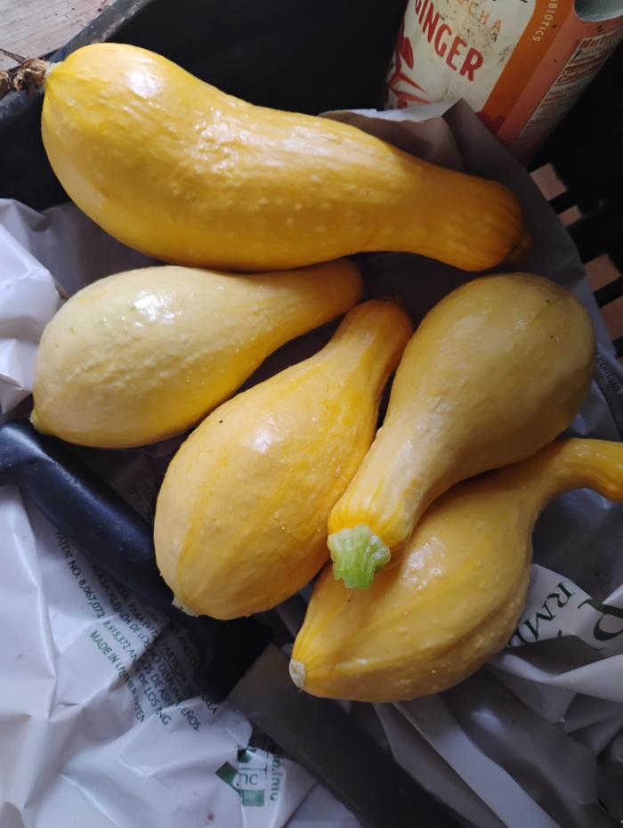 Yellow squash 