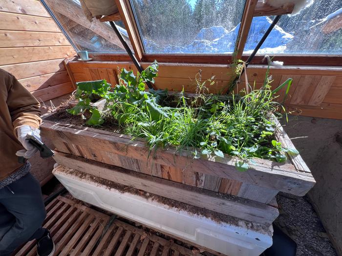 Greenhouse plants 