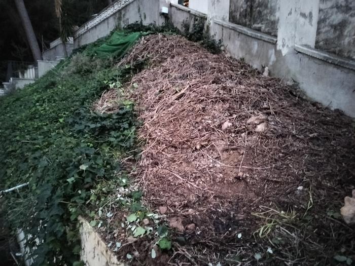 Ivy removal in progress, how astroturf worked