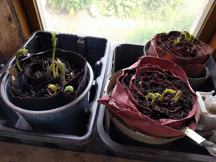 First sprouts from runner bean seeds