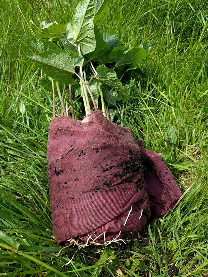 Runner bean seed snail - before unrolling