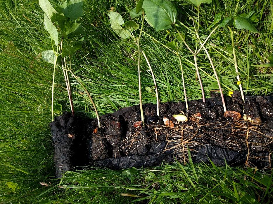 Seed snail bean root development