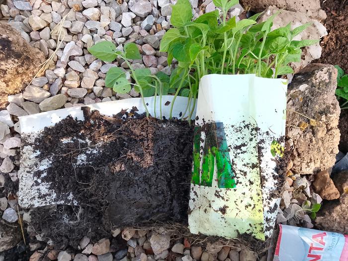 root development of peppers grown in a seed snail