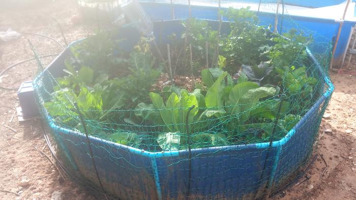 [Thumbnail for brassicas.jpeg]