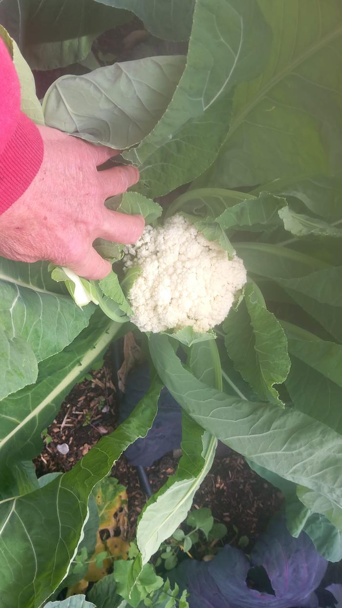 [Thumbnail for cauliflower.jpeg]