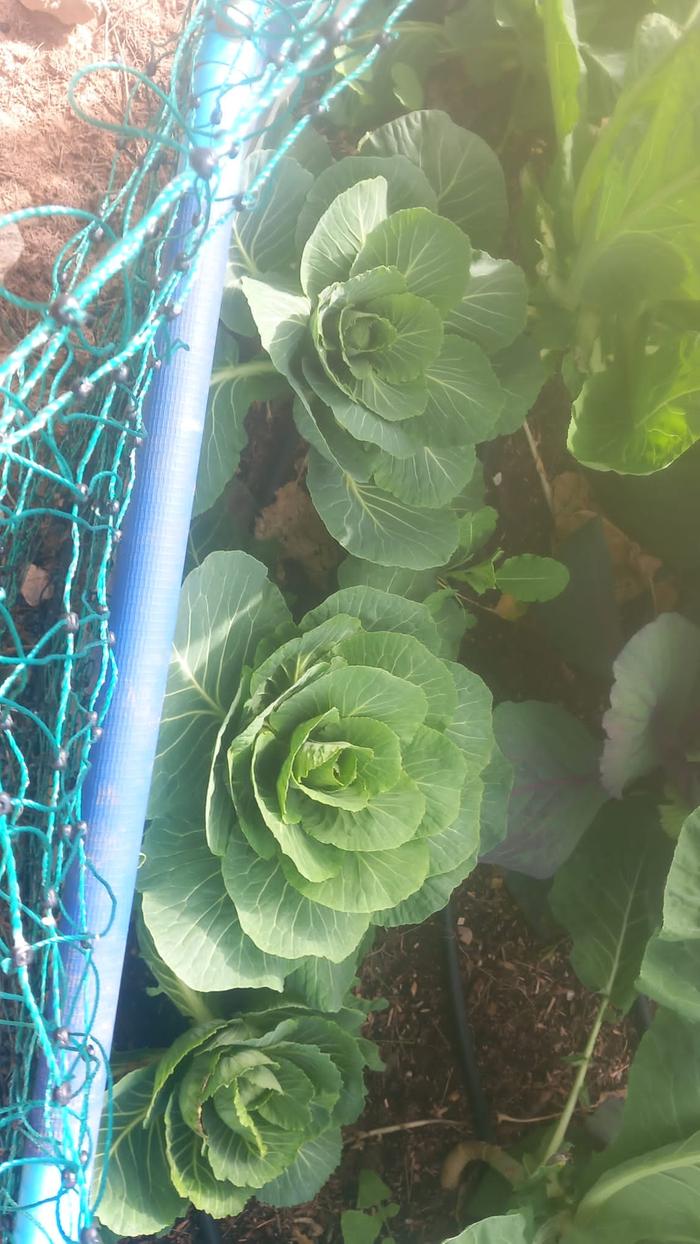 [Thumbnail for green-cabbage.jpeg]