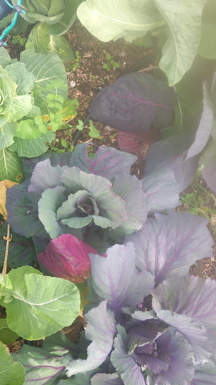 [Thumbnail for purple-cabbage.jpeg]