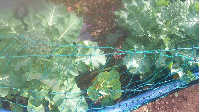 [Thumbnail for broccoli.jpeg]