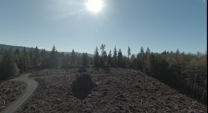 Recently logged land that will become a permaculture wonderland