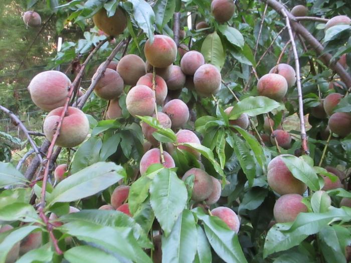 Indian Peach