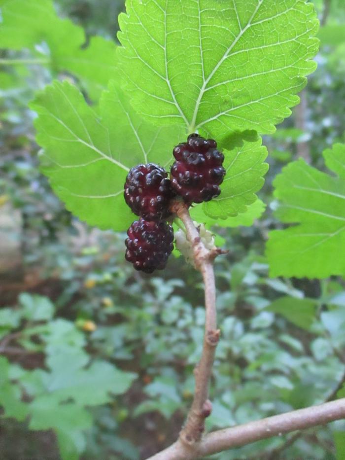 Black Mulberry (John Jeavons)