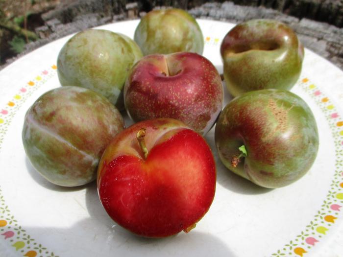 Plumcot (Flavor Supreme)