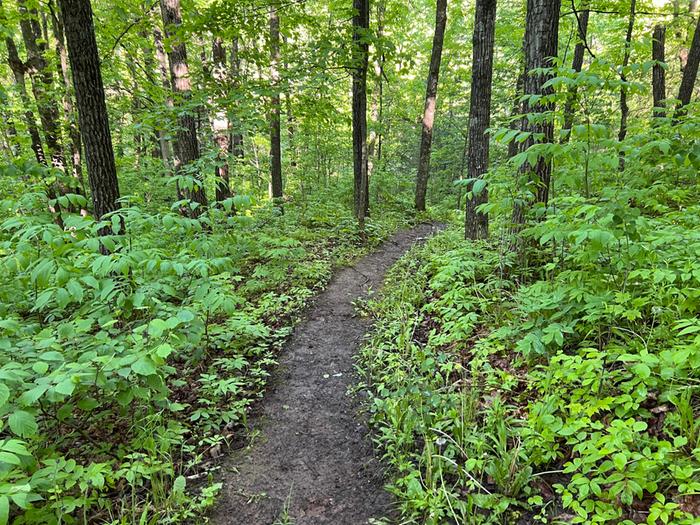 many miles of trail including the Superior Hiking Trail