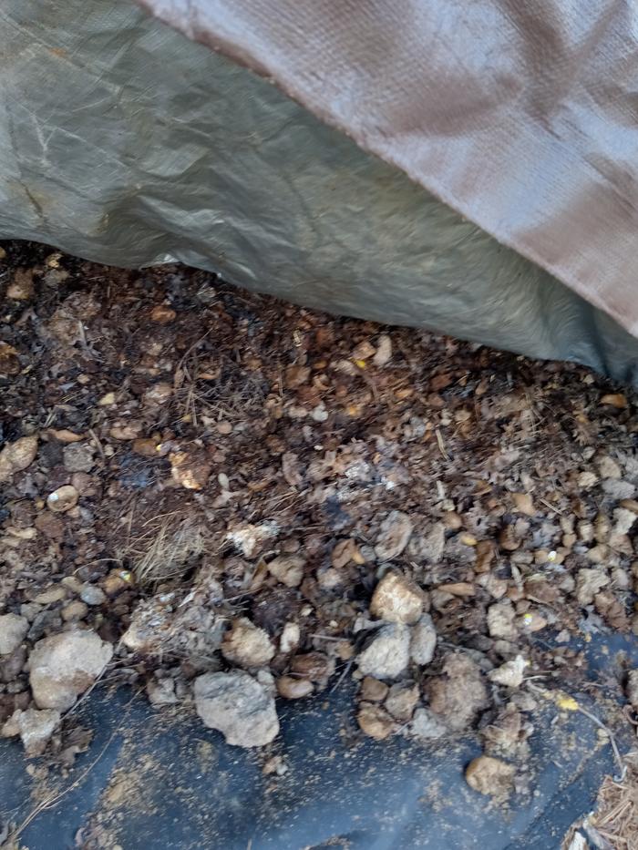 Its pretty gross and natty at this stage ...wet stinky muck