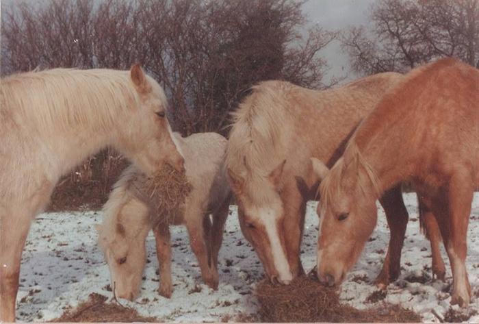 [Thumbnail for snowy-day-feeding-the-ponies.jpg]